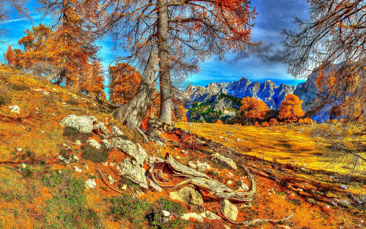 Обои дерево, природа, дикая местность, осень, рок в разрешении 2560x1600