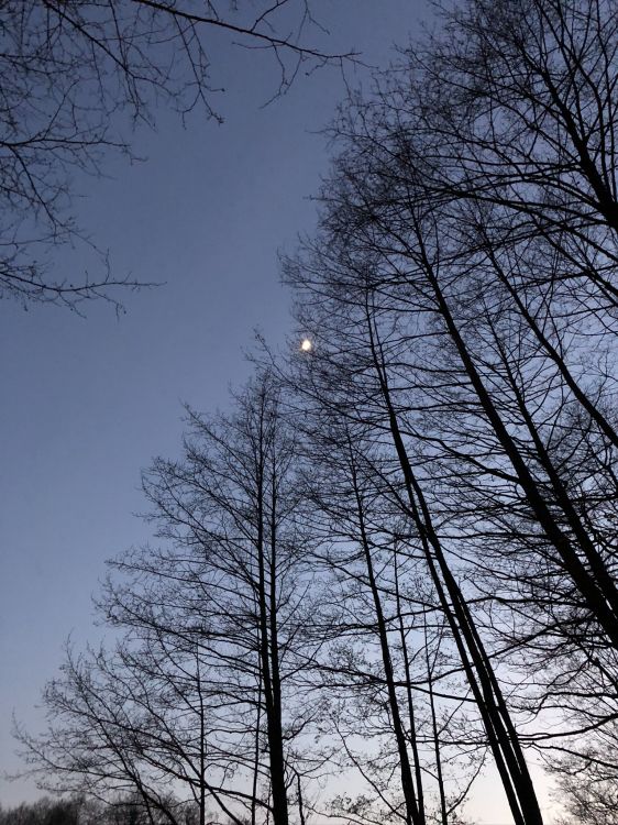 Обои лист, ветвь, природа, прут, дерево в разрешении 1536x2048