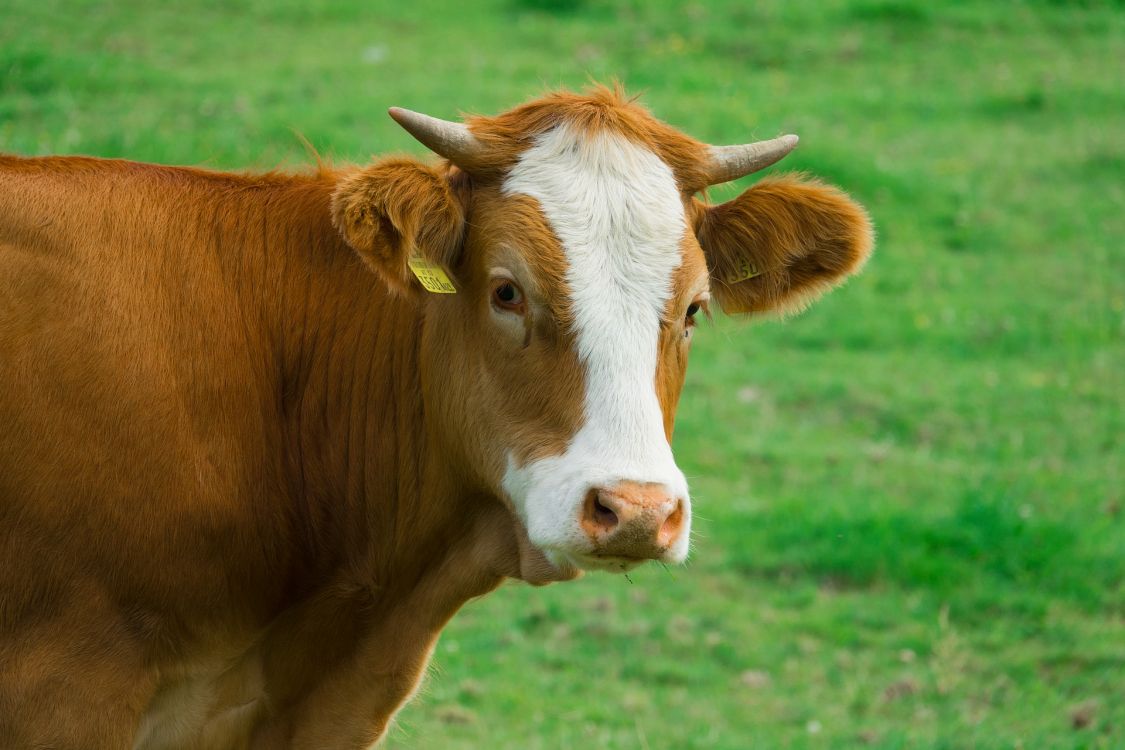 Обои рог, выгон, домашний скот, молочная корова, теленок в разрешении 1920x1280