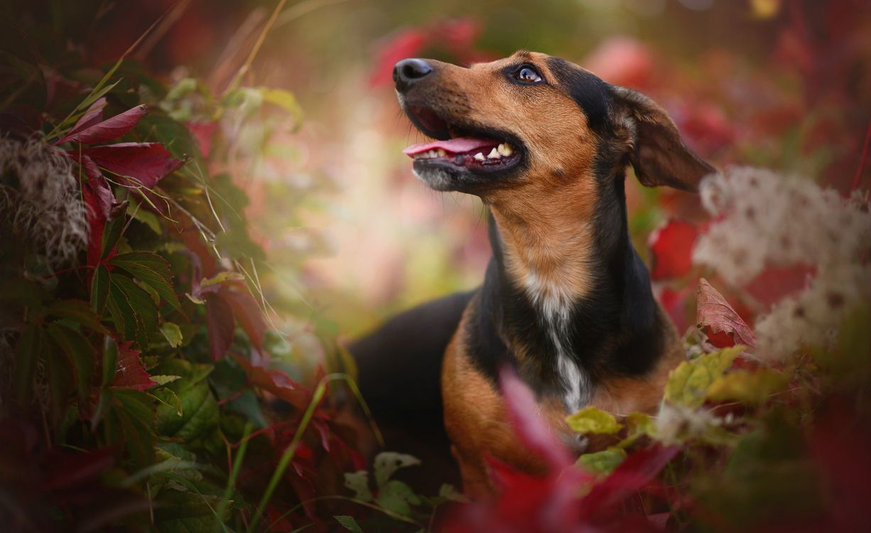 Обои морда, щенок, бордер колли, пес, собака породы в разрешении 2000x1223