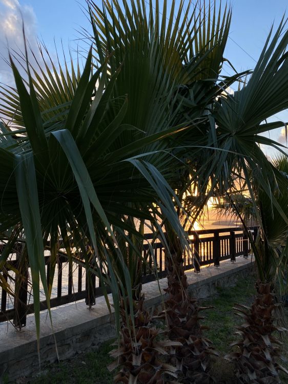 Обои растение, наука, биология, облако, лист в разрешении 1536x2048