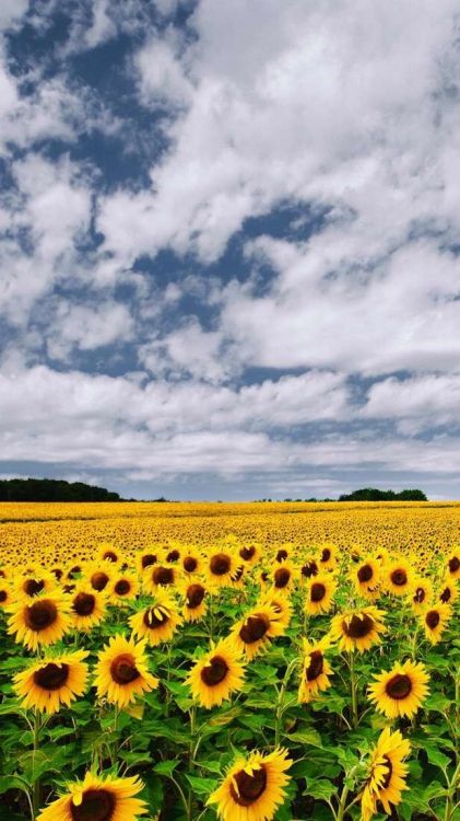 Обои общие подсолнуха, растение, маньчжурская роза, цветок, природа в разрешении 620x1102