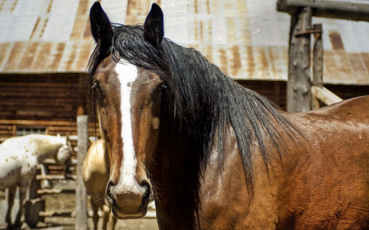 Обои конь, грива, кобыла, конюшня, Мустанг лошадь в разрешении 2560x1600