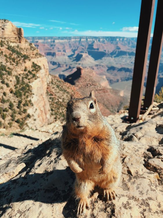Обои национальный парк Гранд каньон, Светлый Ангел Trail, грызун, белка, рок в разрешении 3024x4032