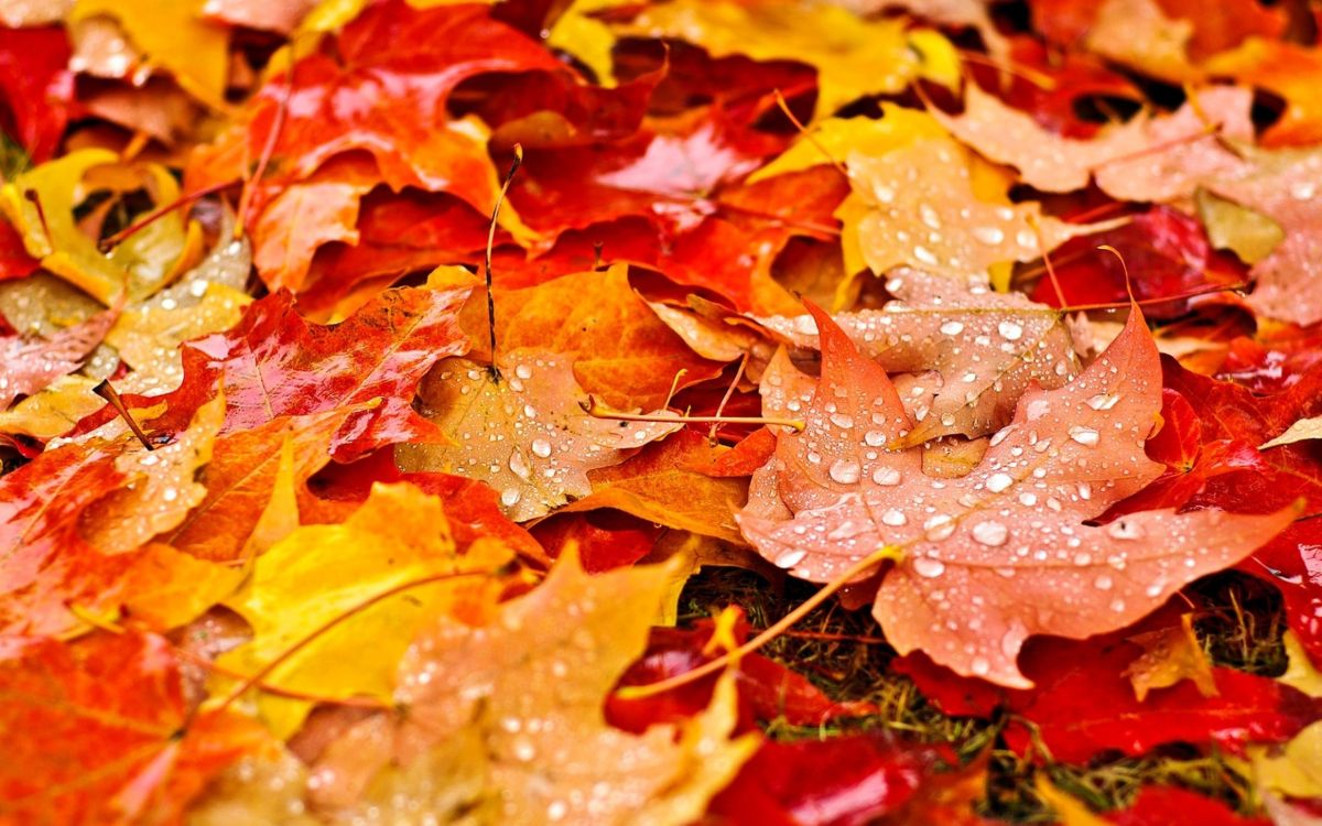 Обои осень, лист, Апельсин, дерево, листопадные в разрешении 2560x1600