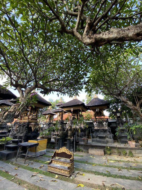 Обои бали, дерево, наука, биология, ветвь в разрешении 1536x2048