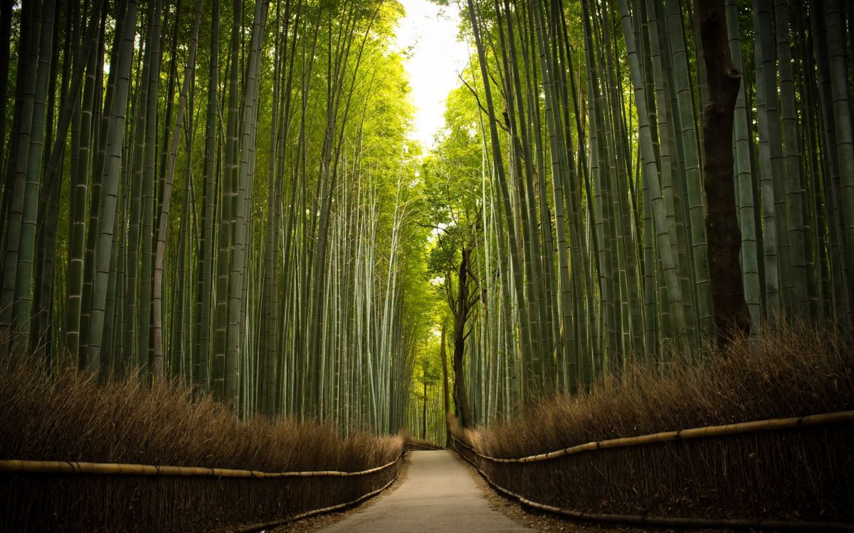 Обои бамбук, дерево, зеленый, природа, лес в разрешении 2560x1600