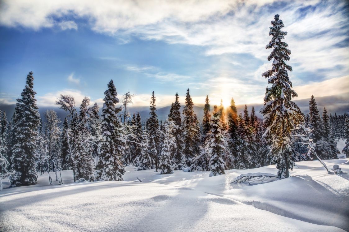 Обои снег, зима, дерево, замораживание, дикая местность в разрешении 4000x2667