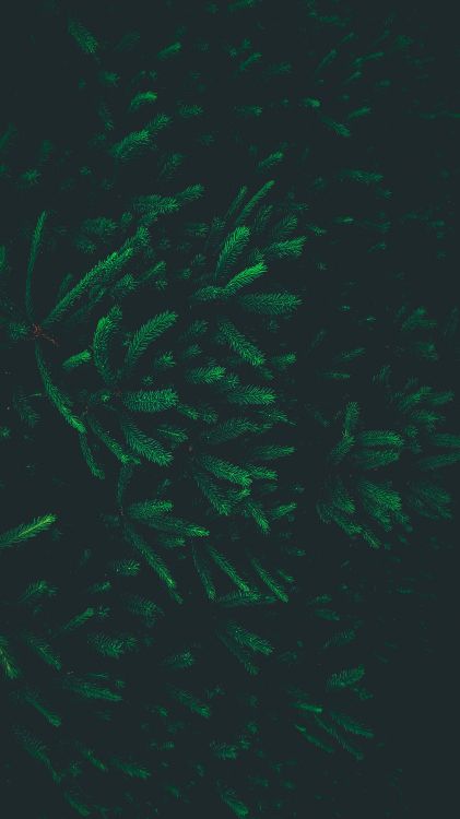 Обои узор, зеленый, лист, спецэффекты, биом в разрешении 2782x4954