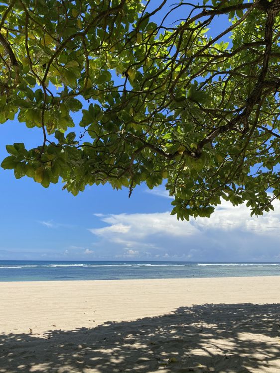 Обои вода, рассада, наука, биология, водоем в разрешении 1536x2048