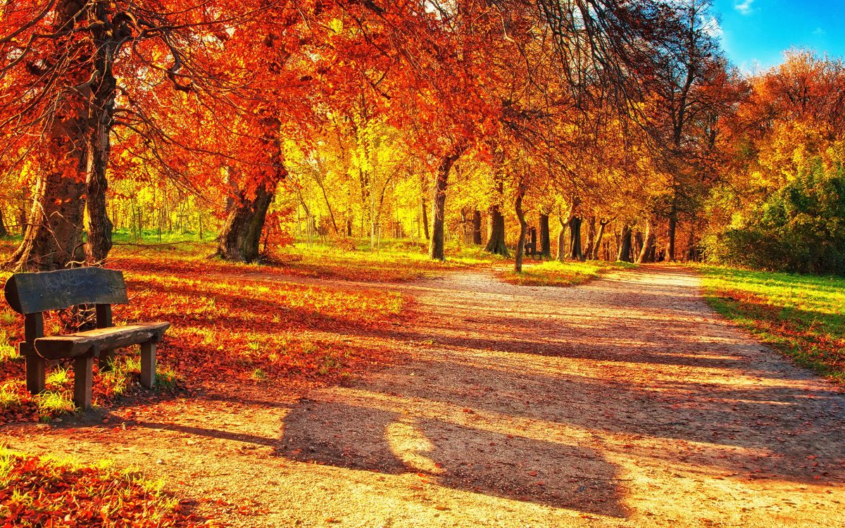 Обои осень, дерево, природа, лист, листопадные в разрешении 2560x1600