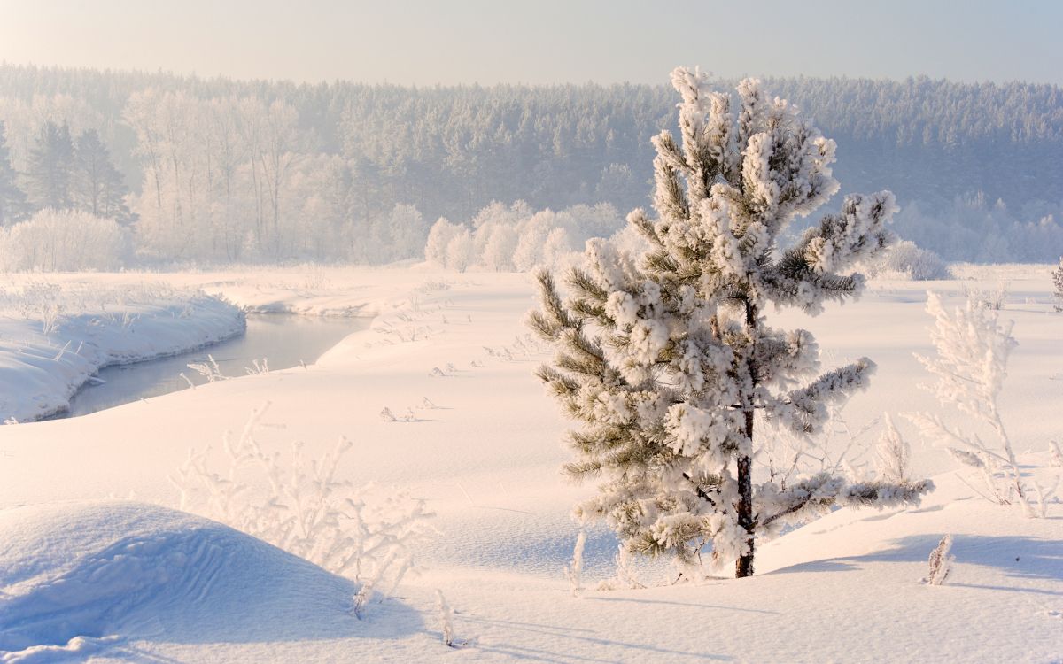 Обои зима, снег, дерево, мороз, замораживание в разрешении 2560x1600
