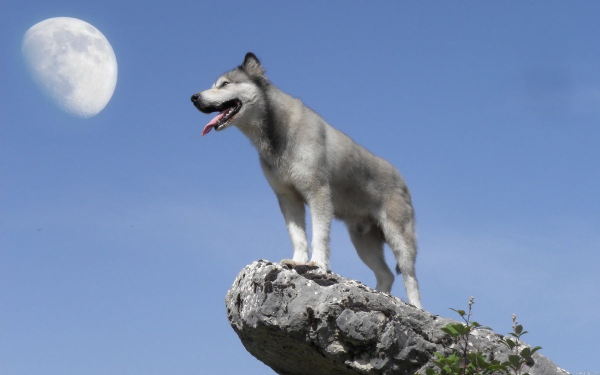 Обои Сахалинская хаски, Северная эскимосская собака, волчьей собаки сарлоса, чехословацкий влчак, собака породы в разрешении 2560x1600