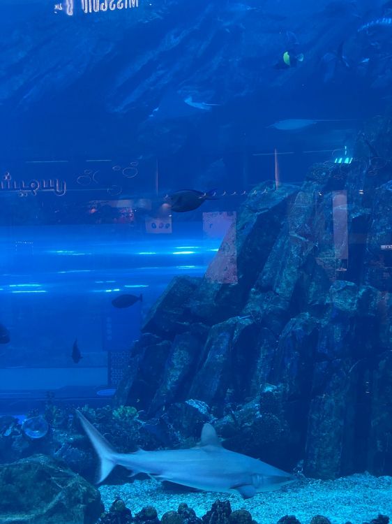 Обои подземные воды, морская биология, наука, рыба, Аква в разрешении 1536x2048