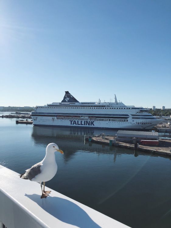 Обои вода, круизное судно, паром, теплоход, яхта в разрешении 3024x4032