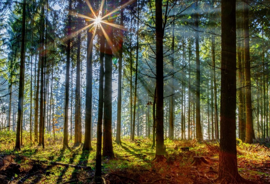 Обои лес, дерево, лесистая местность, природа, природный заповедник в разрешении 3032x2064