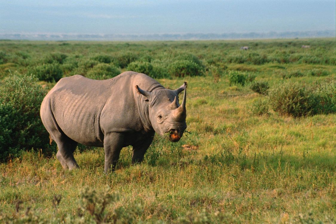 Обои носорог, живая природа, наземные животные, черный носорог, сенокосное угодье в разрешении 3072x2048