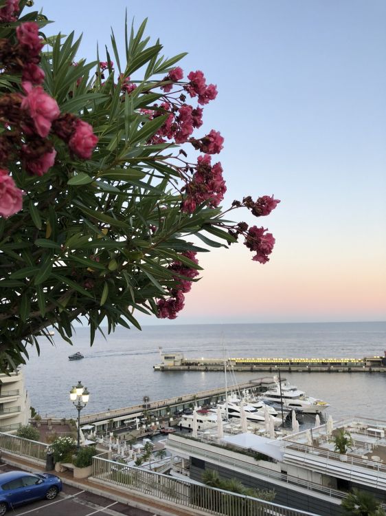 Обои цветок, цветковое растение, вода, наука, физика в разрешении 1536x2048