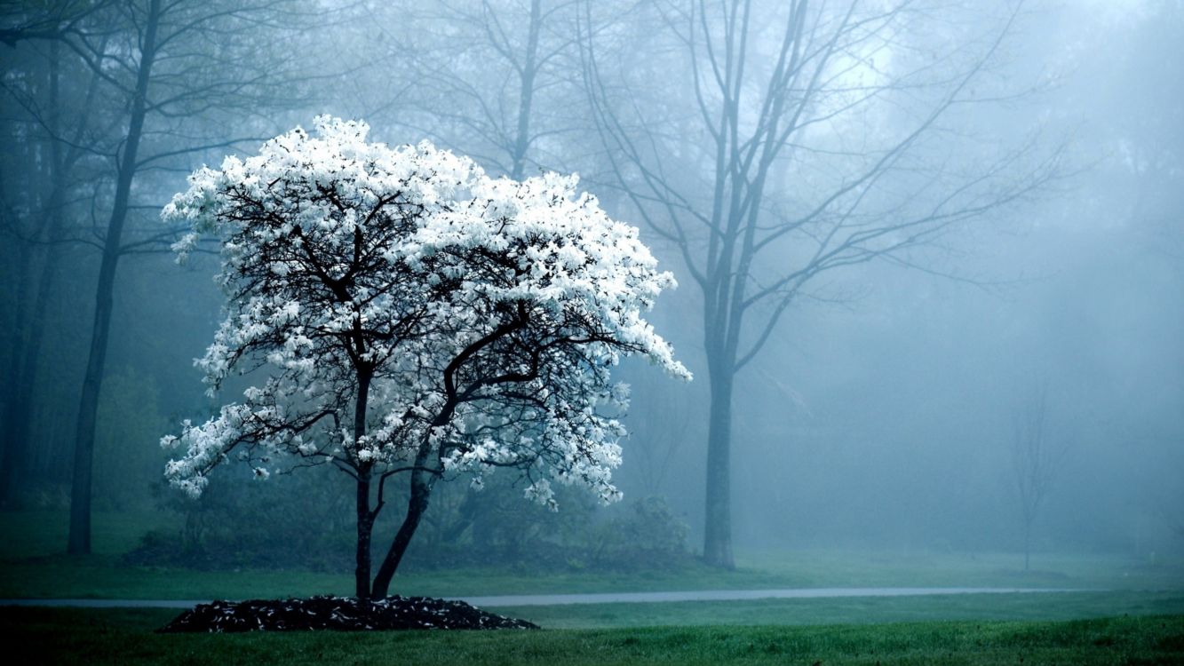 Обои расцвет, дерево, природа, утро, белые в разрешении 2560x1440
