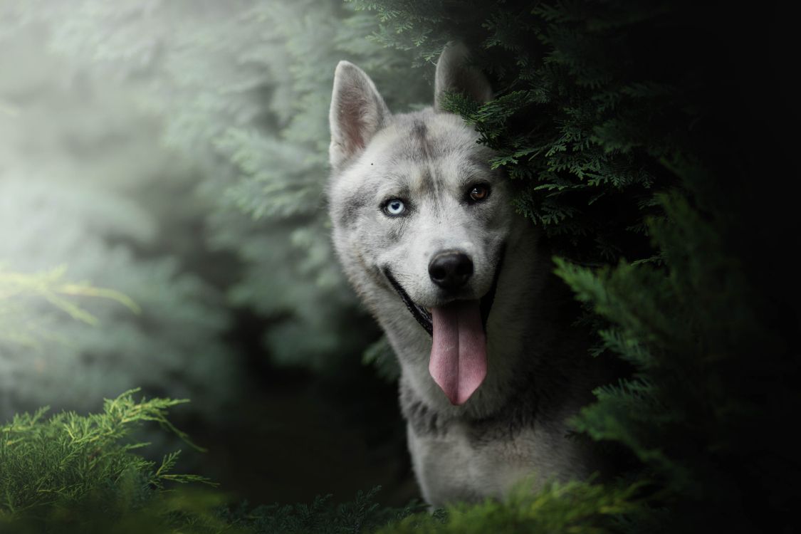 Обои Себирская Хаски, хаски, пес, собака породы, волчьей собаки сарлоса в разрешении 6000x4000