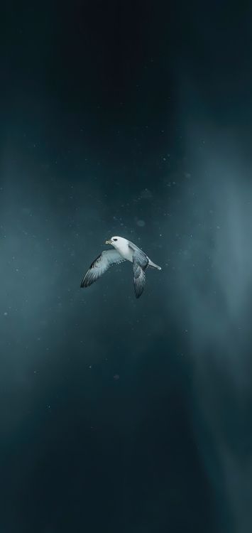 Обои вода, земля, море, атмосфера земли, биология в разрешении 1422x3000