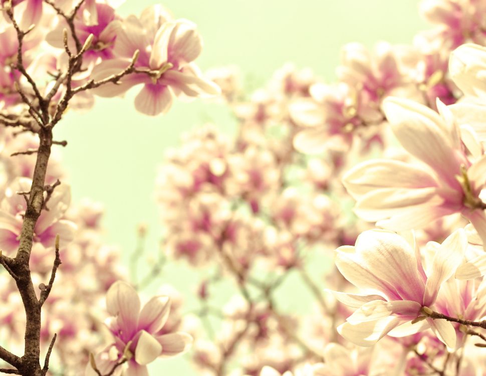 Обои сладкая мелодия, цветок, лепесток, сирень, весна в разрешении 3686x2848