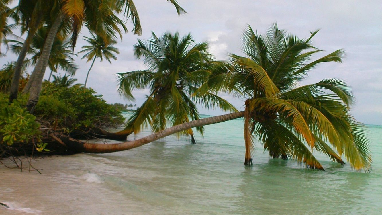 Обои пляж, море, песок, дерево, тропическая зона в разрешении 2560x1440