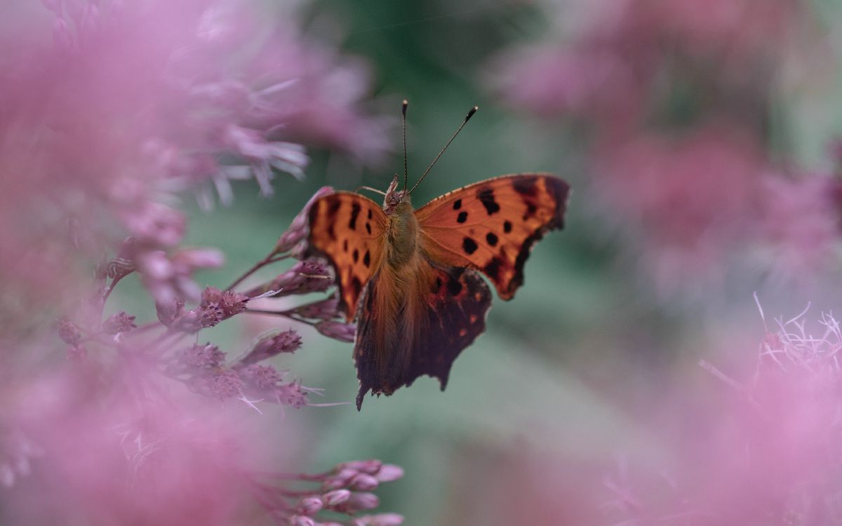 Обои насекомое, мотыльки и бабочки, бабочка, беспозвоночных, опылитель в разрешении 3840x2400