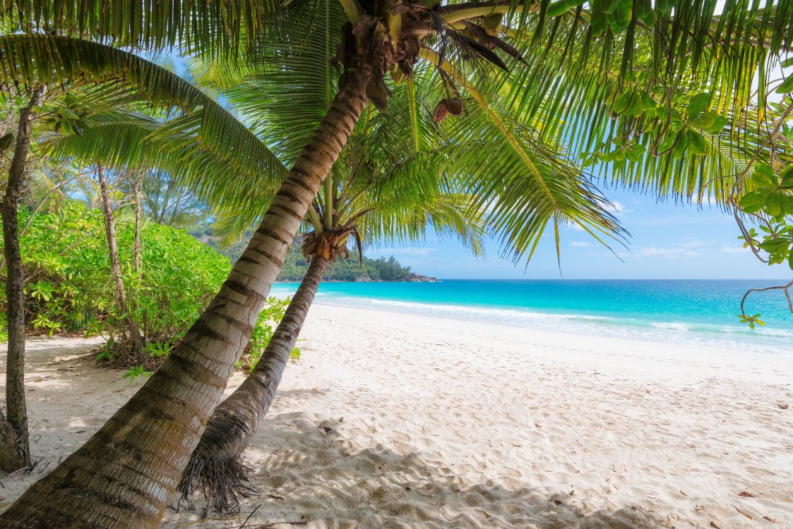 Обои пляж, берег, дерево, тропическая зона, Пальма в разрешении 8000x5339