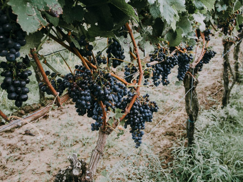 Обои фрукты, виноградные листья, вино, растение, семья грейпвайн в разрешении 4608x3456