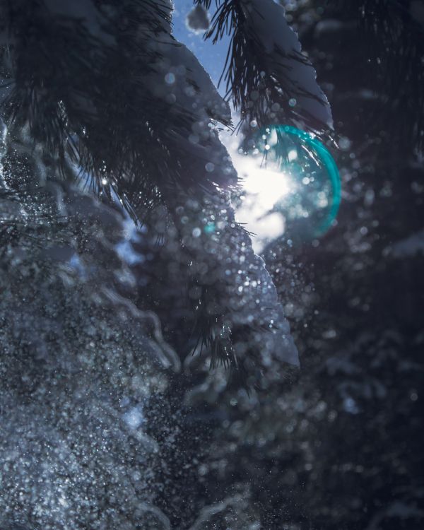 Обои боке, вода, темнота, дерево, отражение в разрешении 3385x4231