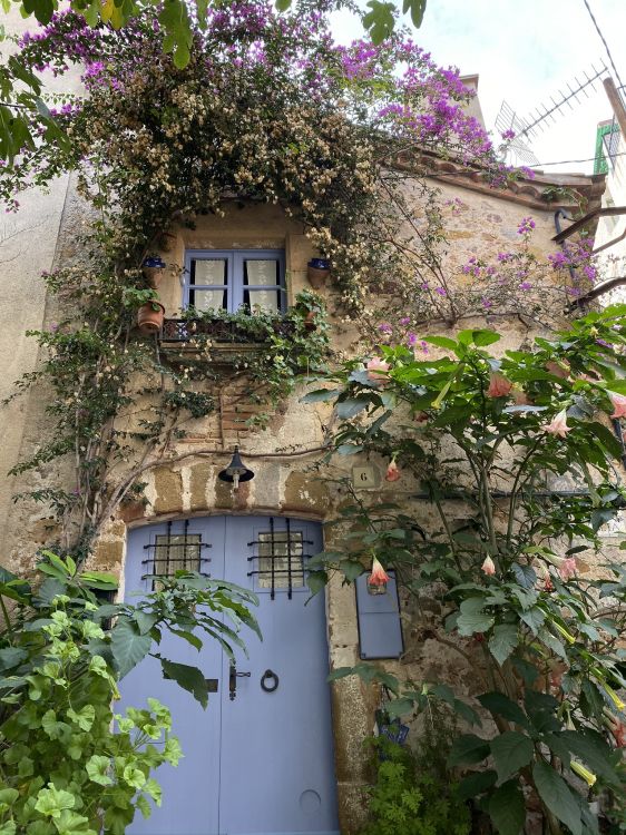 Обои цветок, недвижимость, архитектура, пурпур, стена в разрешении 1536x2048