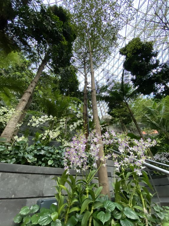 Обои цветок, цветковое растение, наука, биология, физика в разрешении 1536x2048