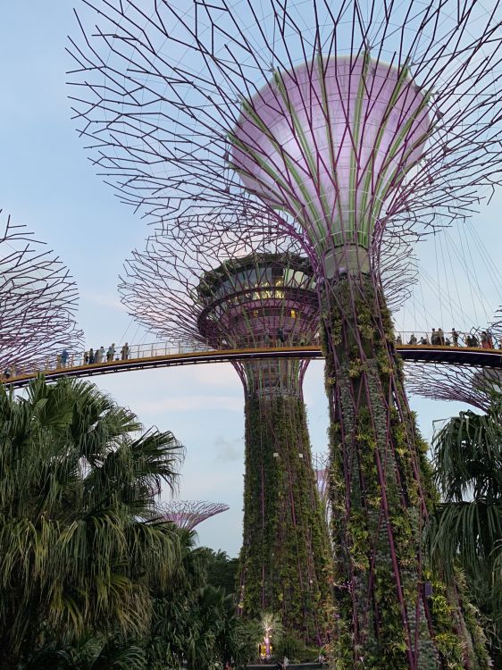 Обои Сингапур, Марина Сити Парк, пальмовые рощи, финиковая пальма, ориентир в разрешении 1536x2048