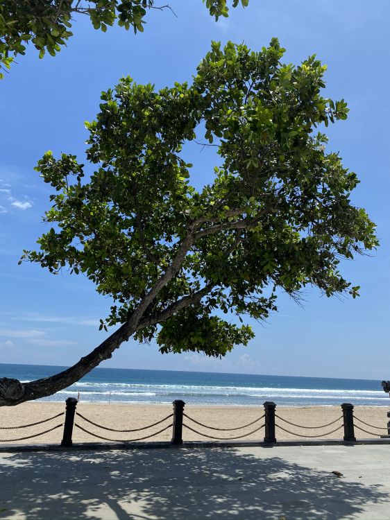 Обои дерево, лист, рассада, биология, наука в разрешении 1536x2048