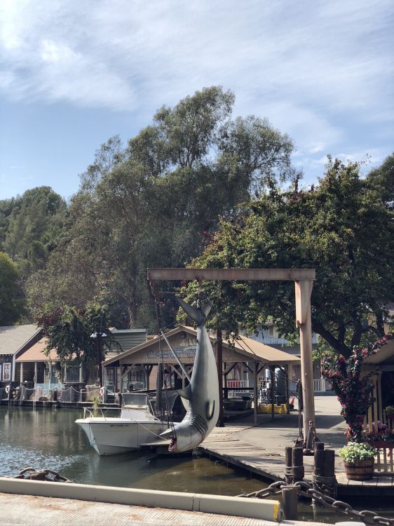 Обои вода, наука, биология, цветочный горшок, дерево в разрешении 1536x2048