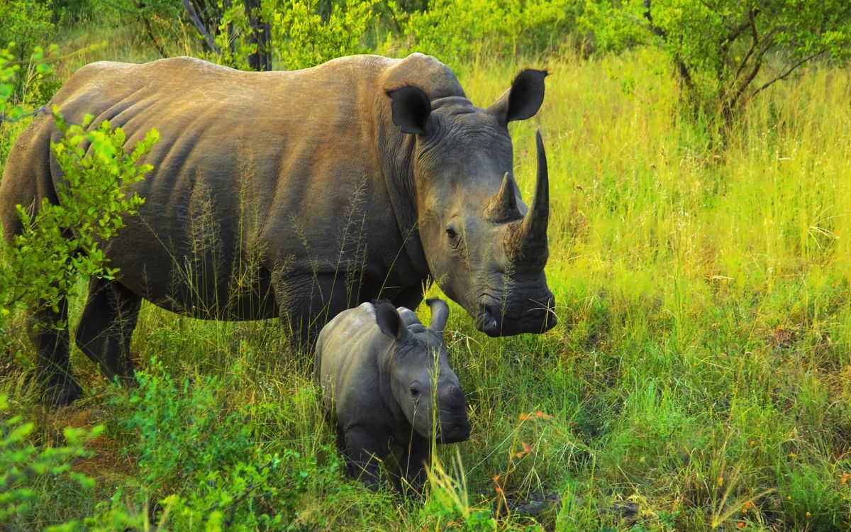 Обои носорог, живая природа, наземные животные, природный заповедник, белый носорог в разрешении 2560x1600