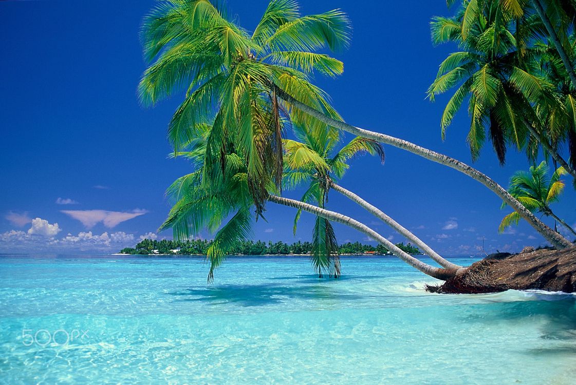 Обои тропическая зона, дерево, природа, Карибский бассейн, Пальма в разрешении 2000x1337