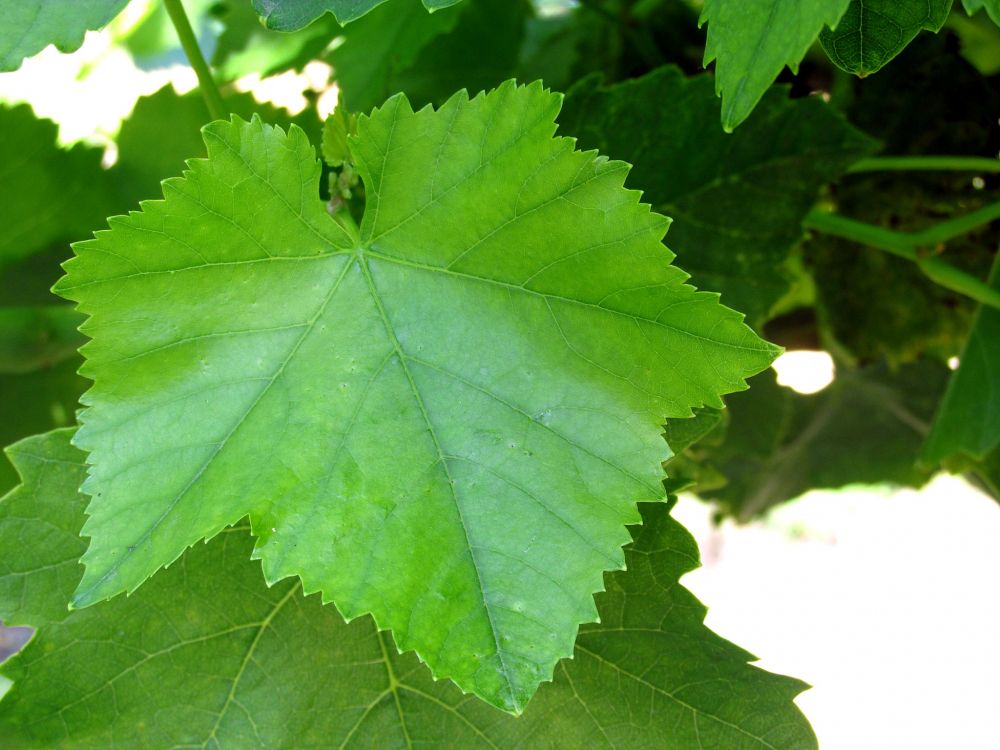 Обои лист, растение, виноградные листья, дерево, виноград в разрешении 2048x1536