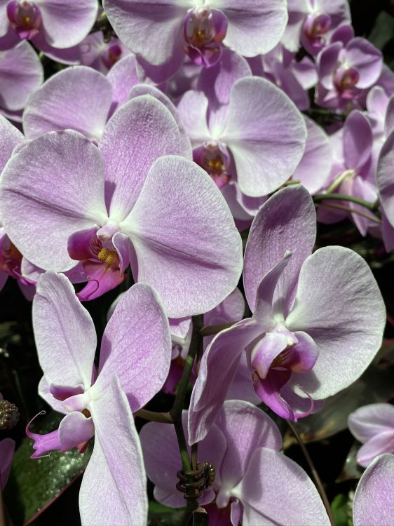 Обои Флора, цветковое растение, дендробиум, орхидея, выбрасывать в разрешении 1536x2048