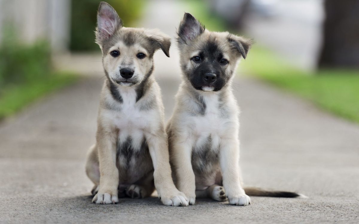 Обои щенок, привлекательность, пес, собака породы, уличные собаки в разрешении 2560x1600