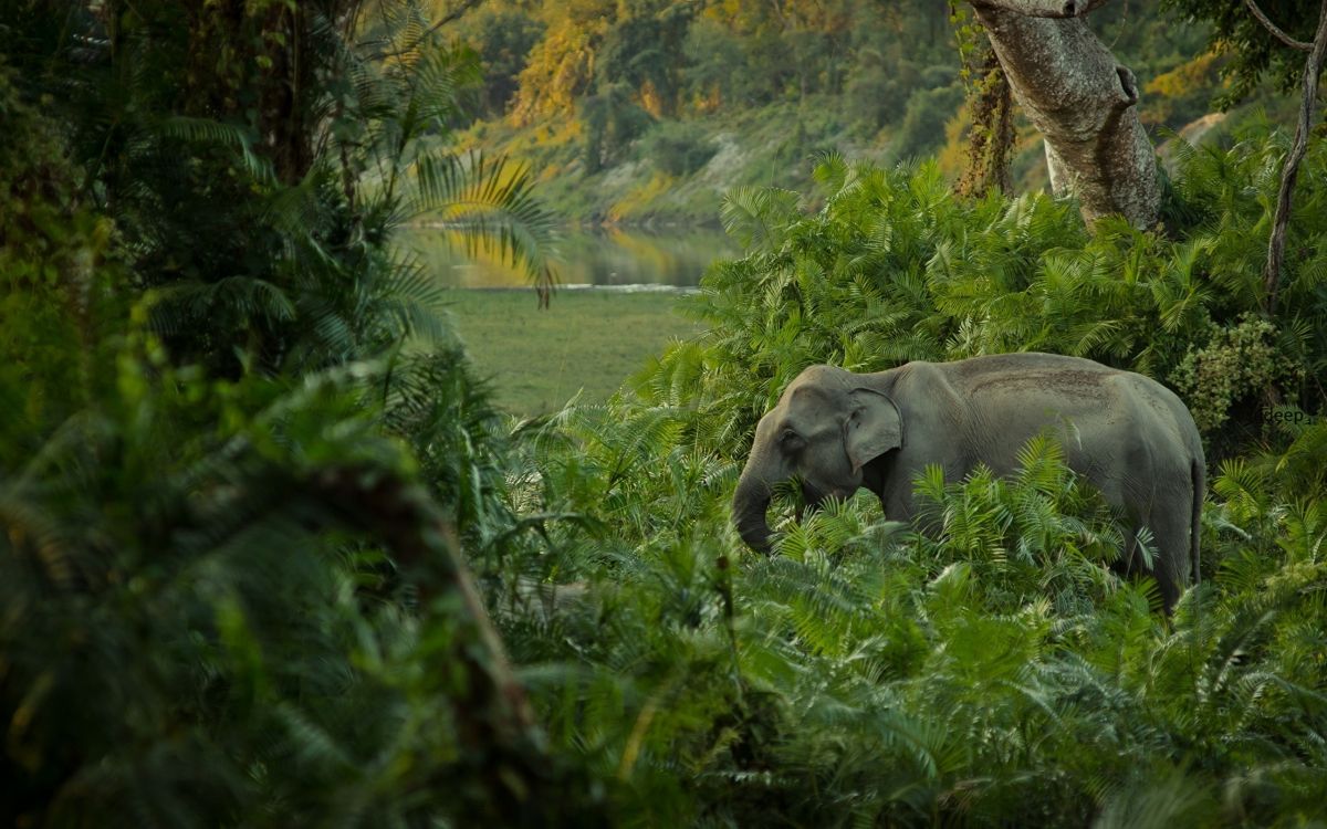Обои Слон, Африканский лесной слон, живая природа, природный заповедник, джунгли в разрешении 2560x1600