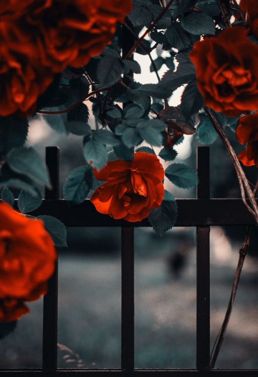 Обои Роза, цветок, цветковое растение, розовый сад, красный цвет в разрешении 3890x5671