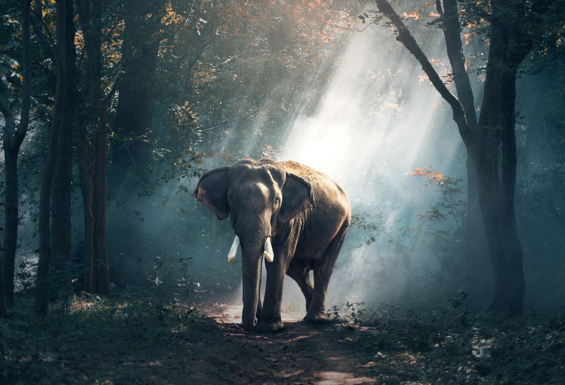 Обои Африканский лесной слон, Слон, живая природа, индийский слон, свет в разрешении 3500x2388