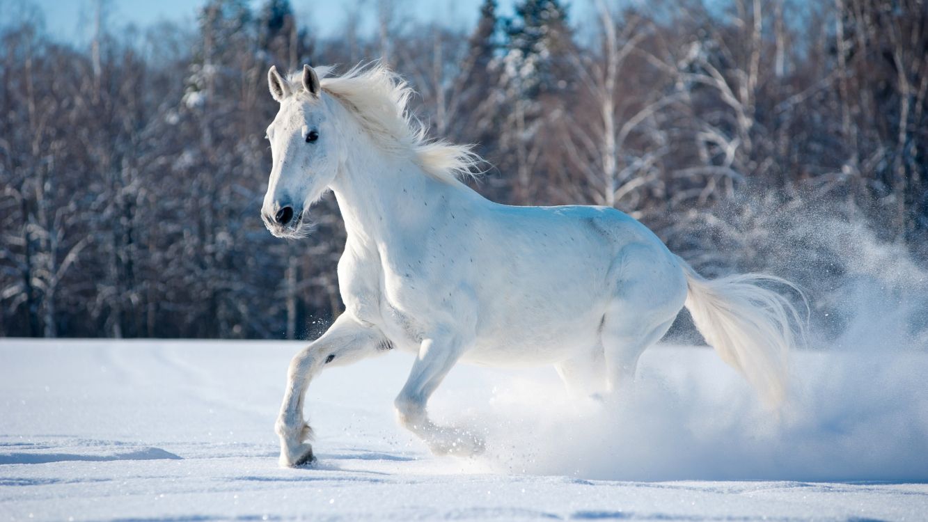 Год белой лошади