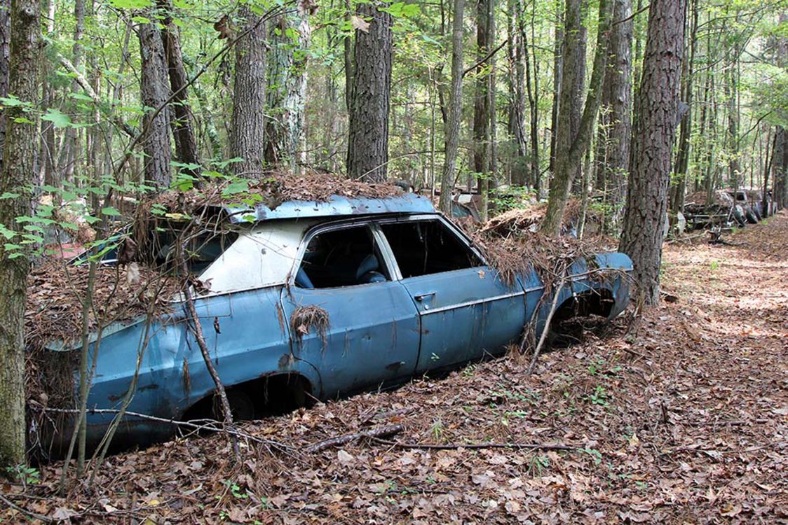 Обои дерево, компактный автомобиль, авто, классический автомобиль, старинная машина в разрешении 2039x1360