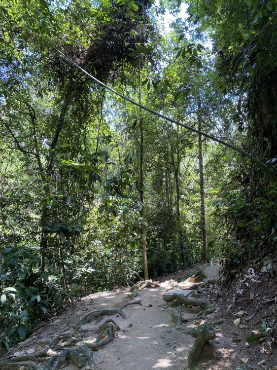 Обои растительность, природа, окружающая среда, лист, лес в разрешении 1536x2048