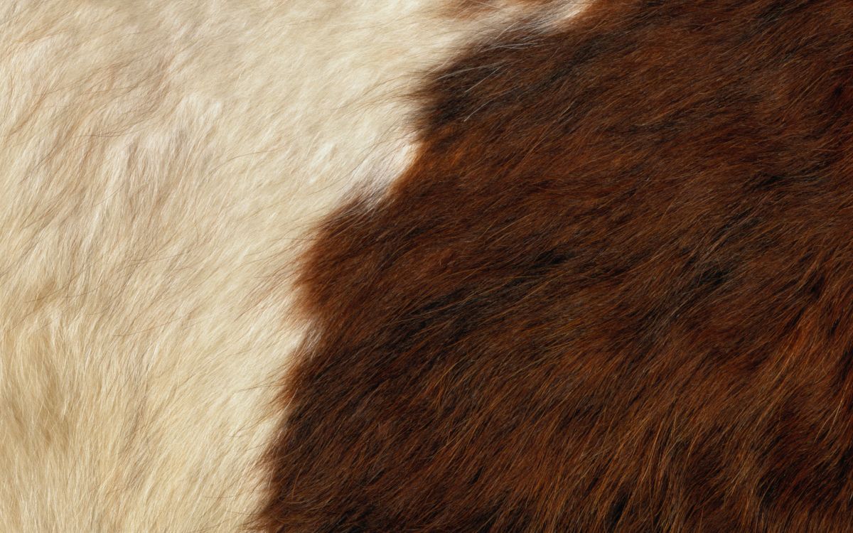 Обои мех, ткань, коричневый цвет, меховая одежда, древесина в разрешении 2560x1600