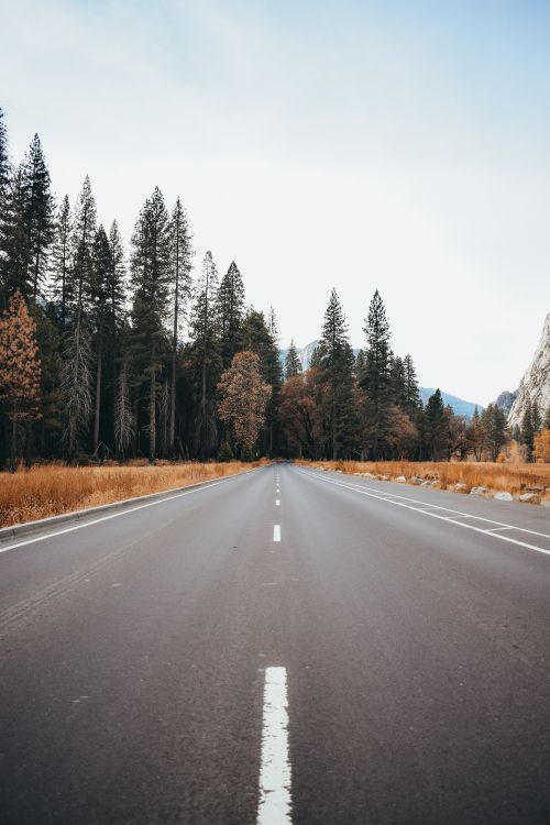 Обои дорога, асфальт, магистраль, природный ландшафт, дерево в разрешении 3832x5748