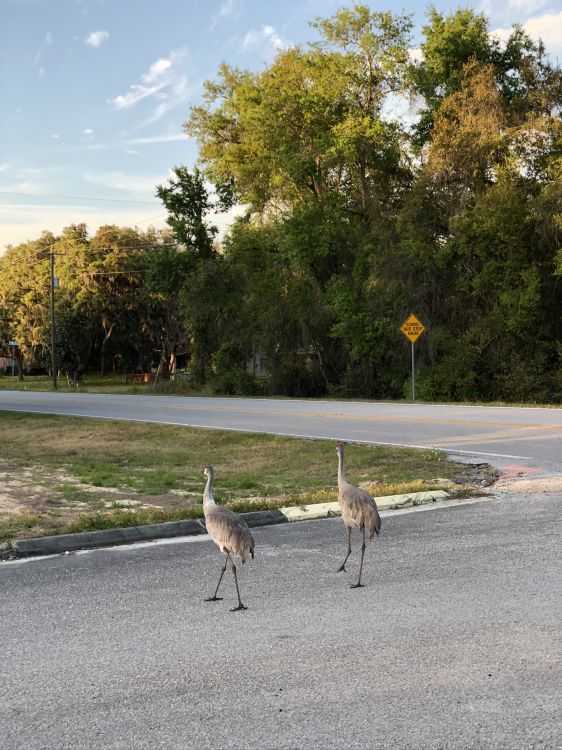 Обои череп, наука, биология, птица, клюв в разрешении 1536x2048